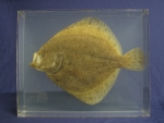 Foto Galerie/Pleuronectiformes/Scophthalmus maximus_01_SS.jpg